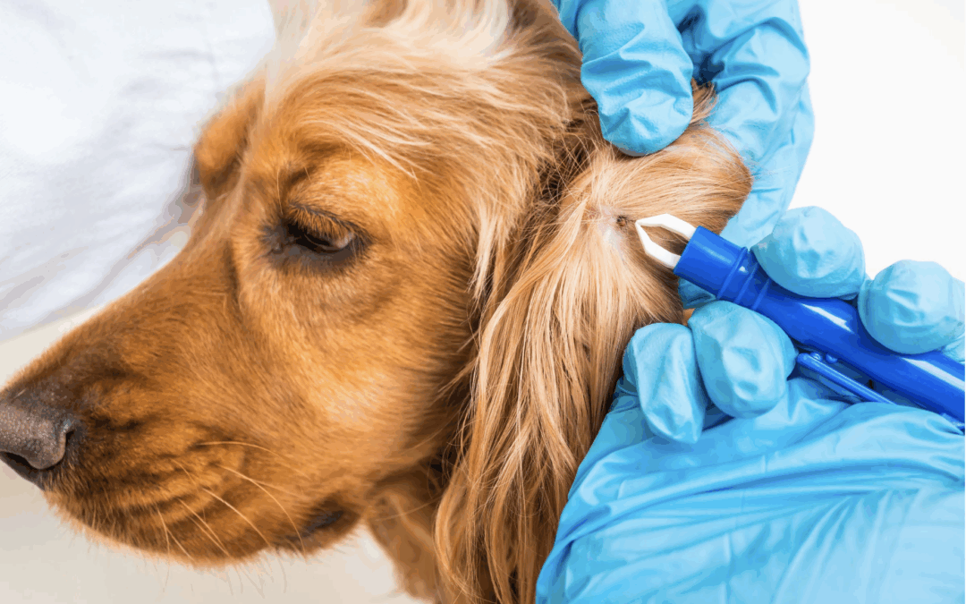 Lyme disease in dogs: How to prevent and respond to it